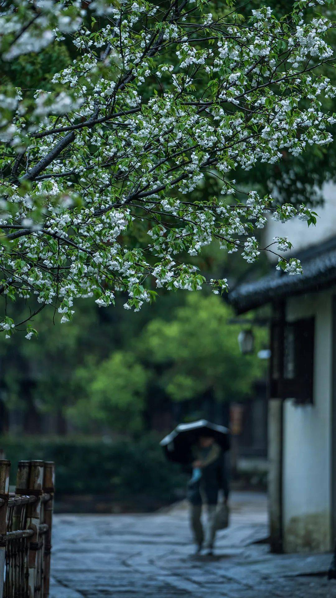 這處最撩人的江南煙雨地99的人都去錯了時節