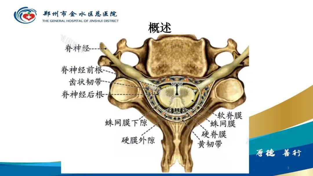 脊髓纵裂及相关疾病影像表现