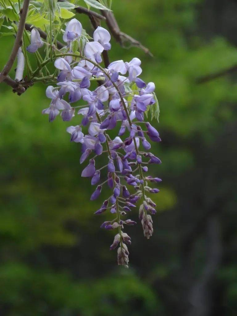 蜿蜒蛟龙垂璎珞紫藤花