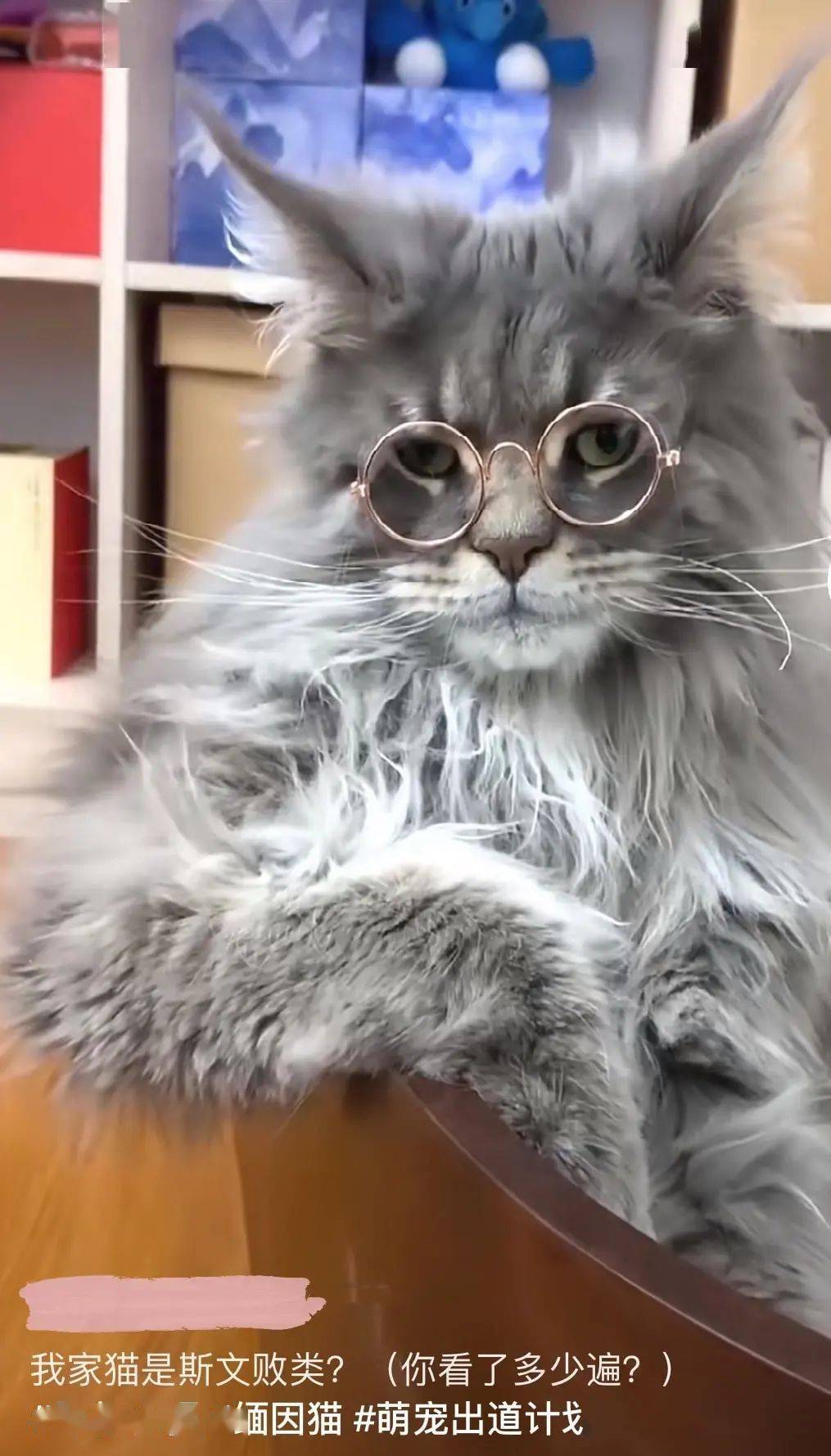 千玺再次撞脸宠物猫,相似度让粉丝吃惊,直呼宠物界易烊千玺