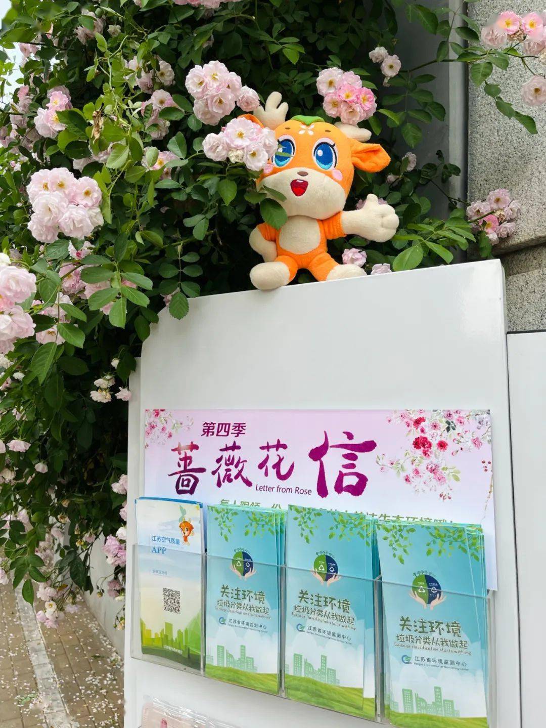 蔷薇花信61寻找|低碳长江行,用行动给蔷薇花回信_保护_活动_小使者