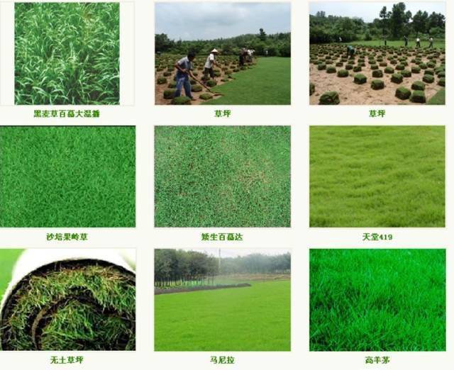 关于"草坪"的那点事儿~_品种_黑麦草_分类