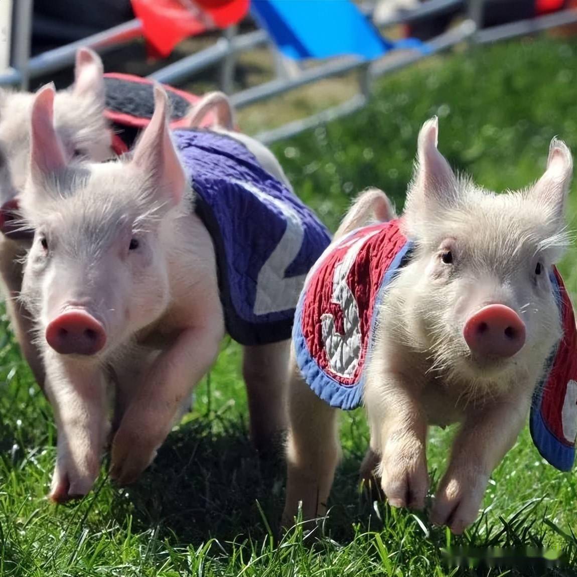 五一大事件近百种动物在汉中华阳举办运动会