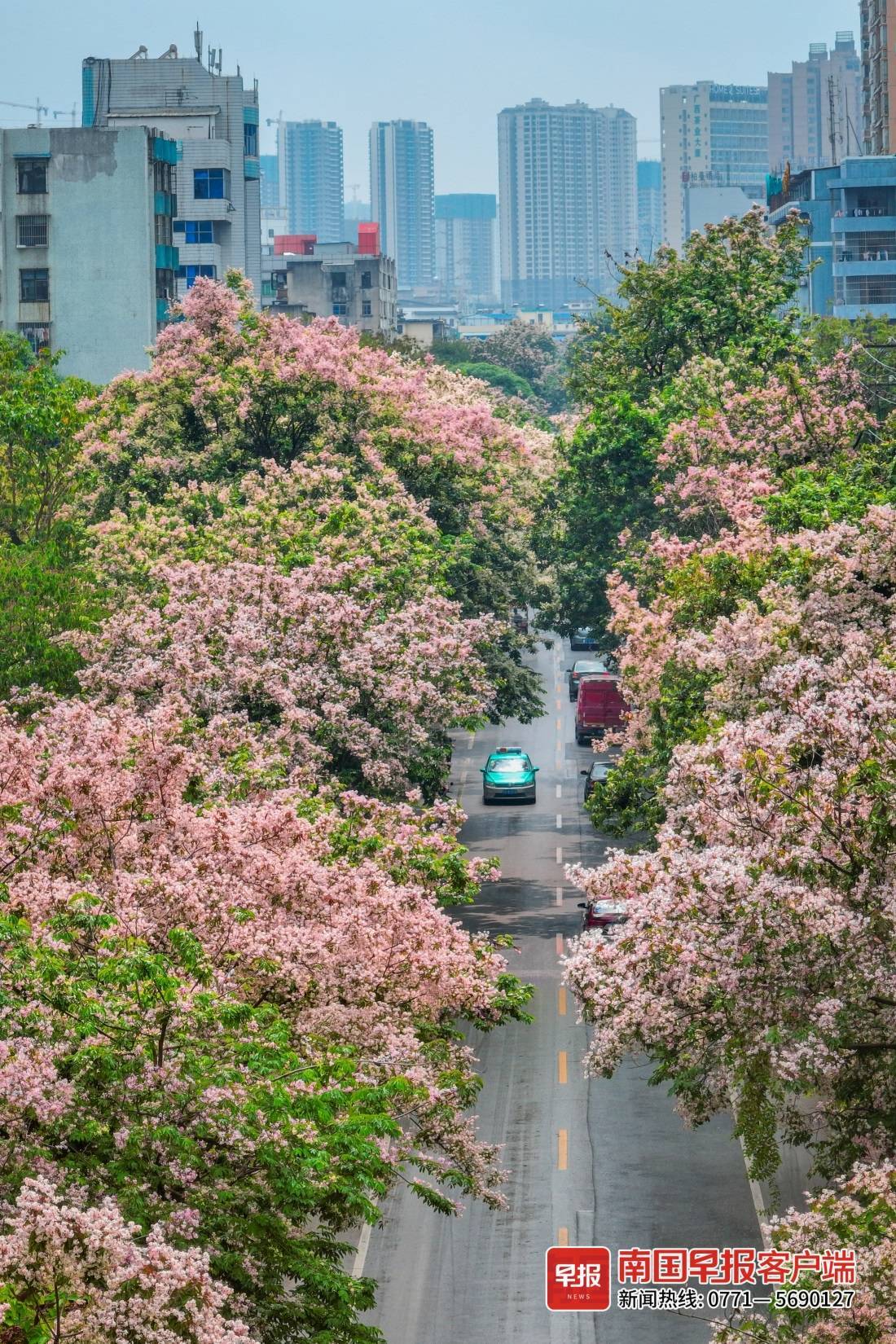 初夏伊始 美丽仪花满街绽放 浪漫气息扑面而来 花瓣 夹竹桃 植物