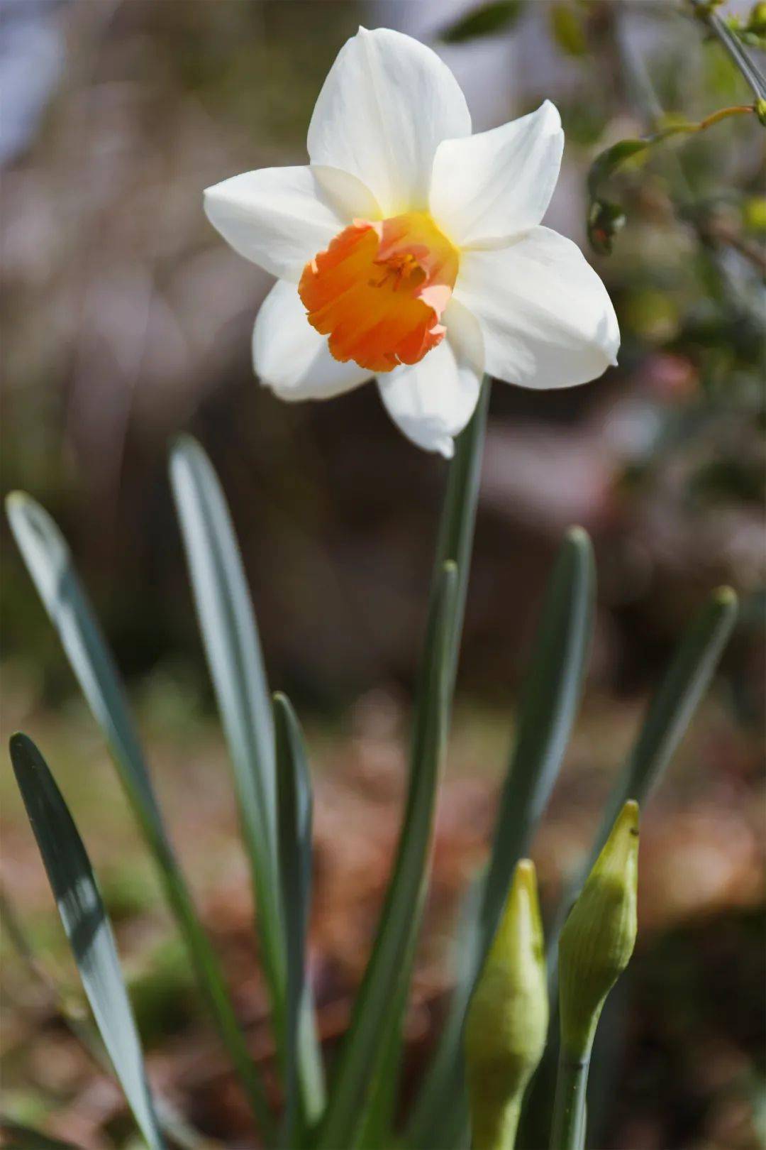 若一方面口中念佛名号,一方面心中还有种种妄想,那是散心念佛;如果