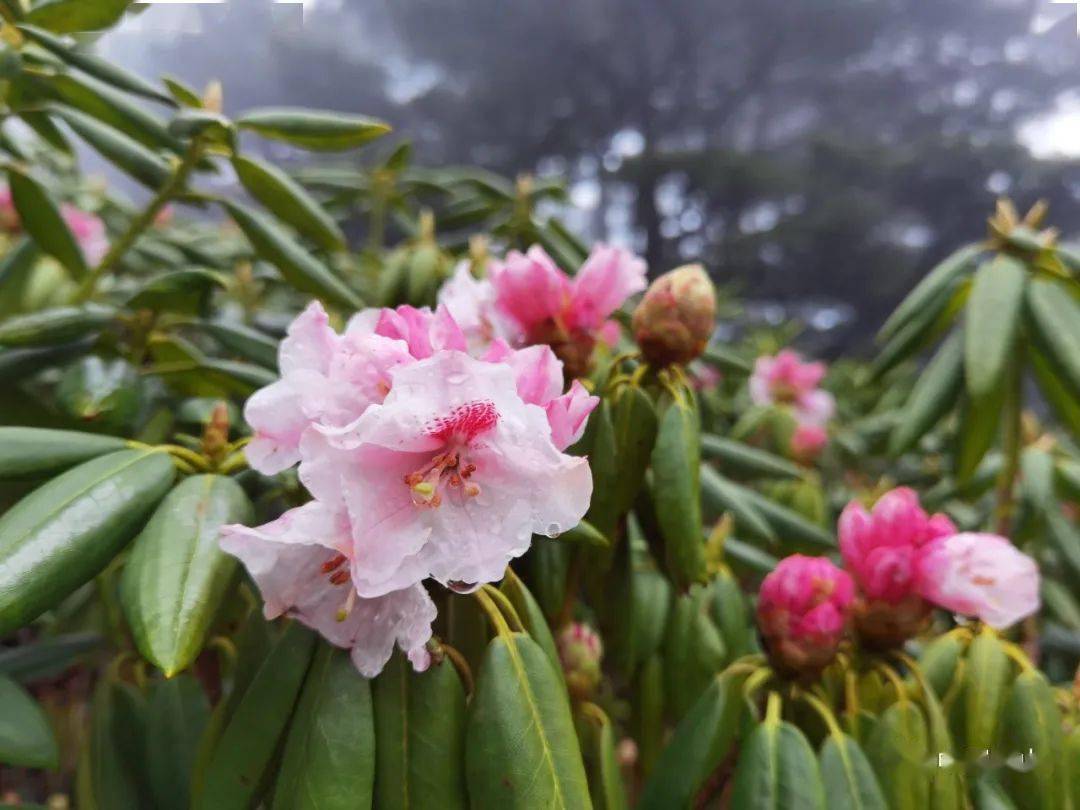 黄山杜鹃花何时花开图片