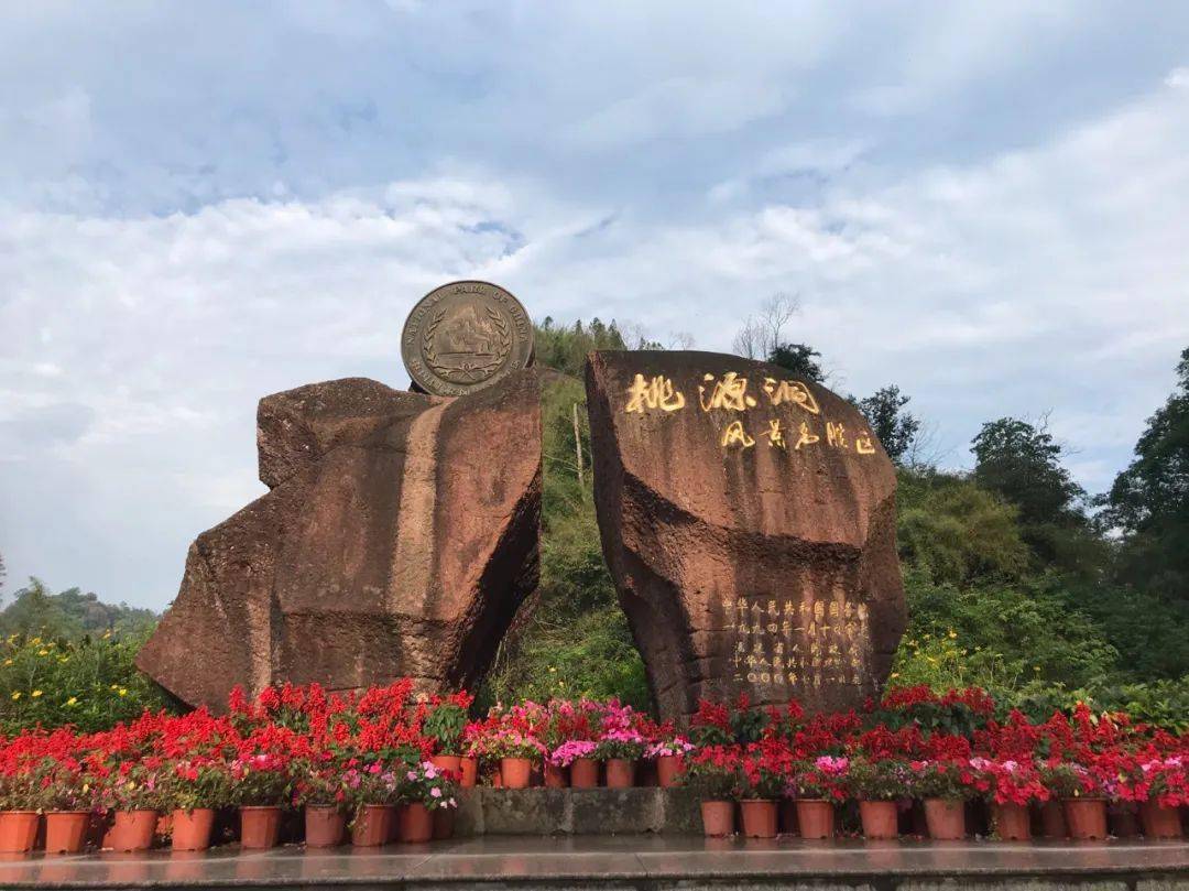 福建永安市桃源洞景区后山峡谷,有片白百合花,一簇一簇形成花海,百合
