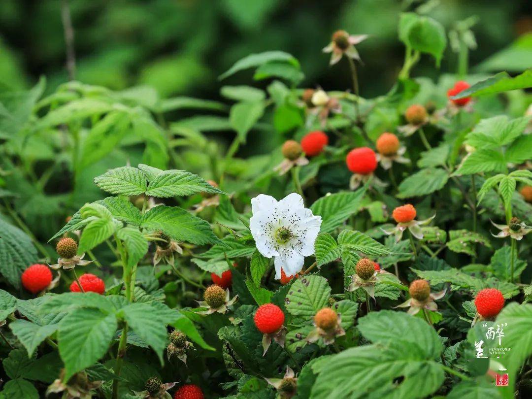 摘"苗"正当时~爆红朋友圈的果子又让8090按捺不住了_果实_小伙伴_苗好
