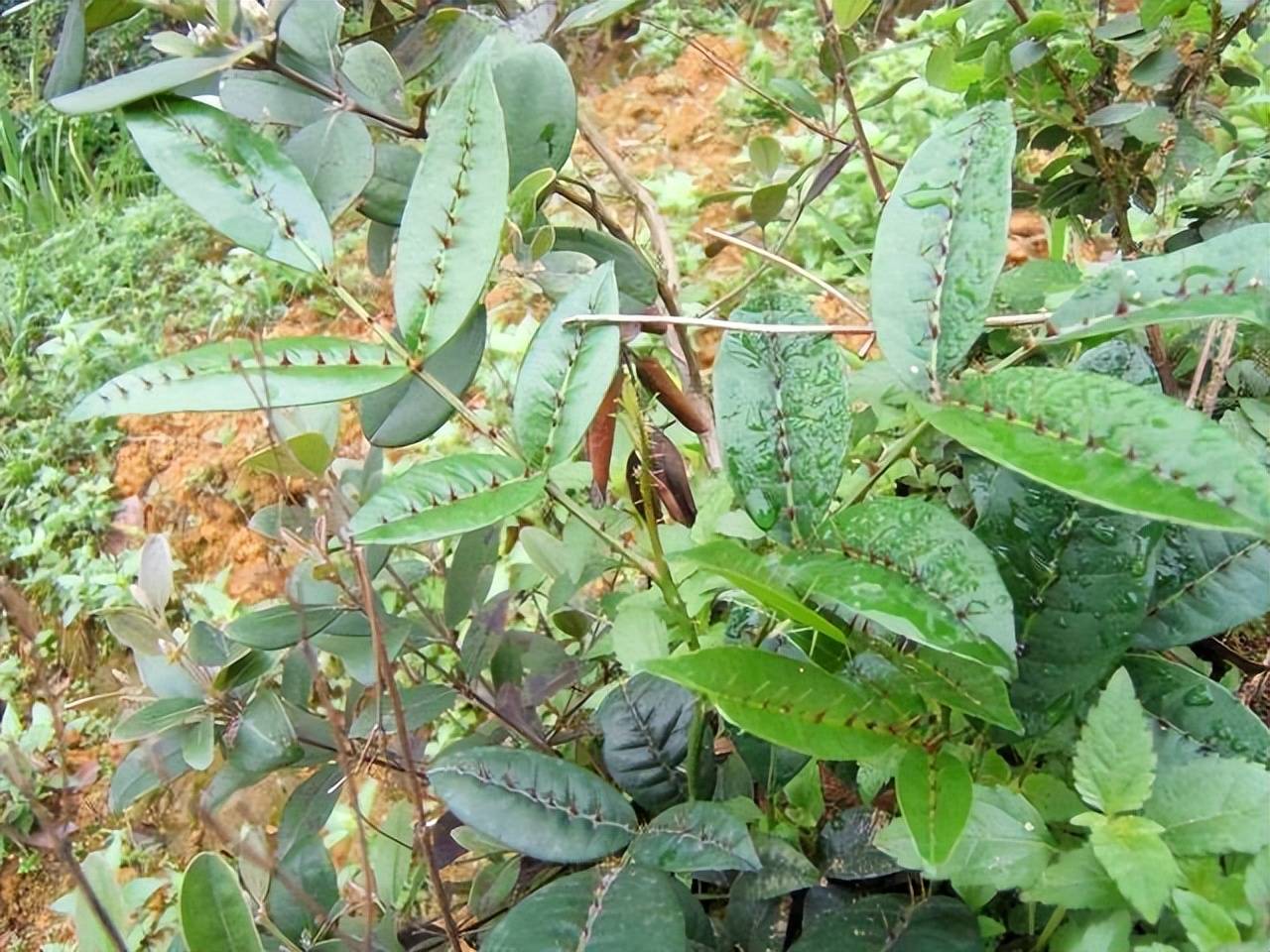 老虎藤药用价值图片