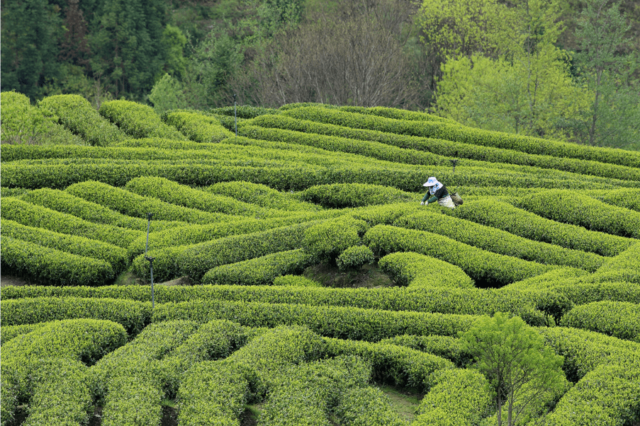 慶元龍溪鄉擁有高山有機茶園2800畝,來茶園靜心品茗,是春日盛事一件.