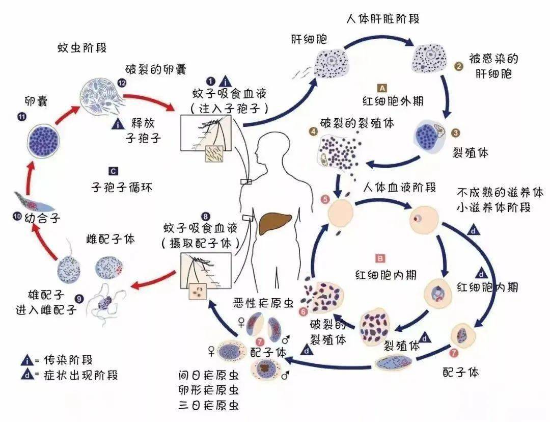 全国疟疾日忽冷忽热打摆子疟疾知识了解一下
