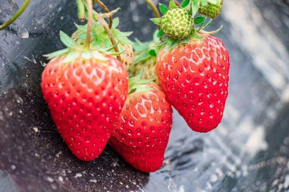 原生态草莓园红彤彤的越秀草莓清甜可口499元享75元草莓采摘3斤699元