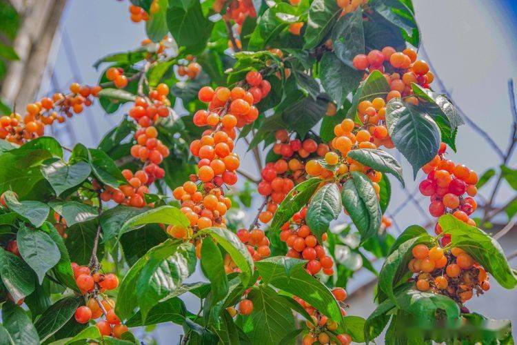 汉中西乡樱桃鲜又甜