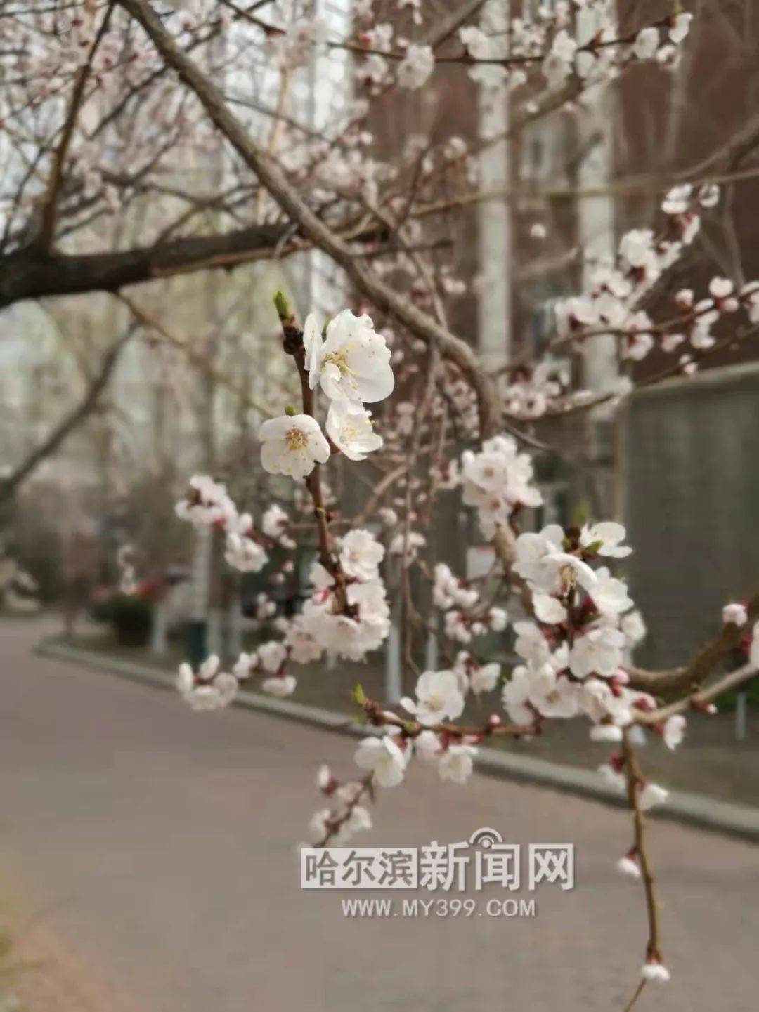 超过7 8万株 冰城杏花进入绽放季 小区 山杏 王贵