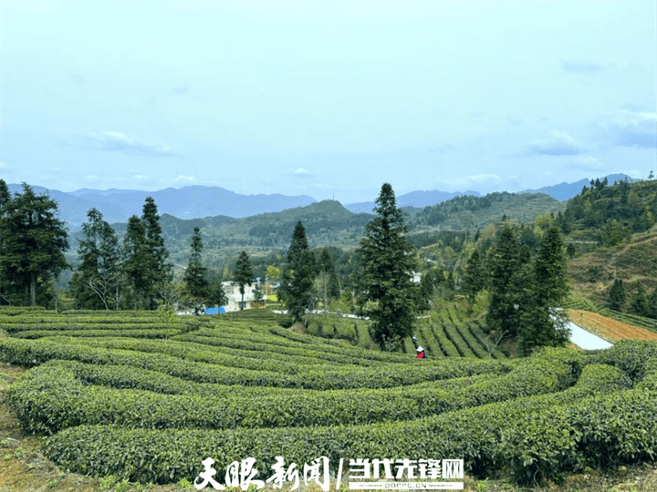 高质量发展蹲点采访印江紫薇镇嫩芽可富民产业促振兴