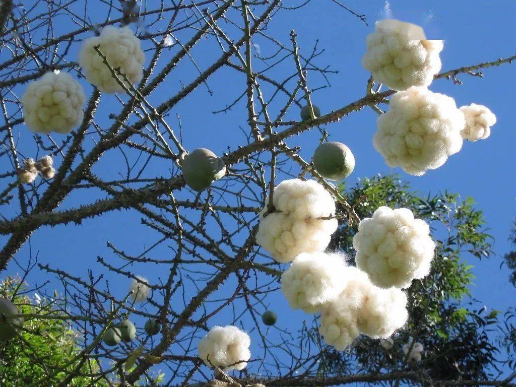 美丽异木棉树的果实图片