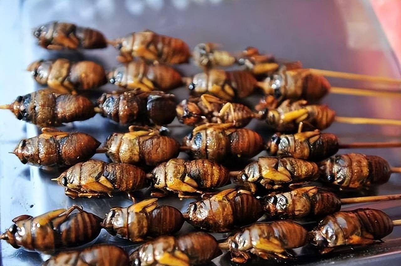 吃知了猴有什么危害多数人可能还不太清楚吃前应先了解下