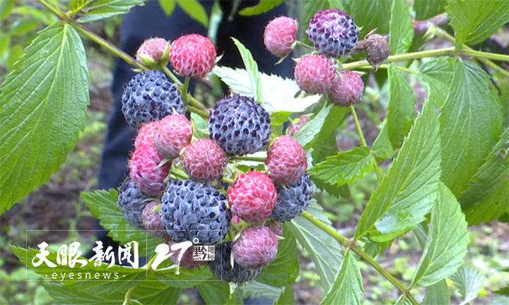 山野探趣酸酸甜甜栽秧泡