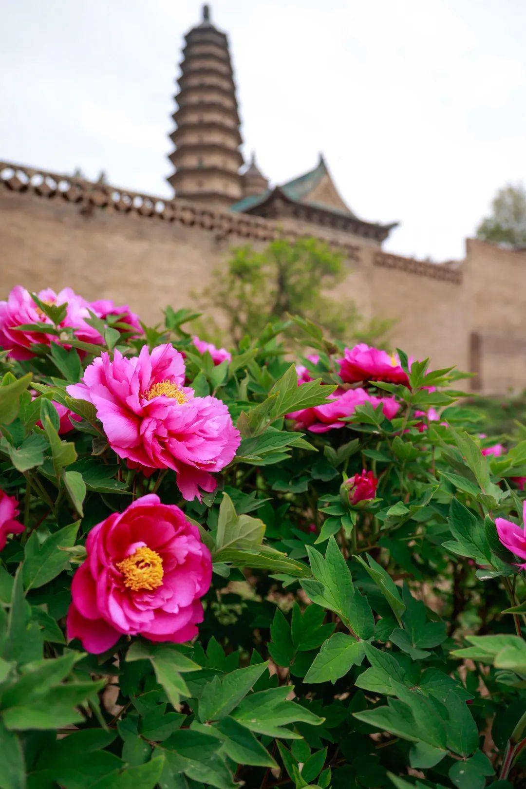 春色知心动晋阳明天我们去永祚寺寻找紫霞仙还有赵粉娇容三变