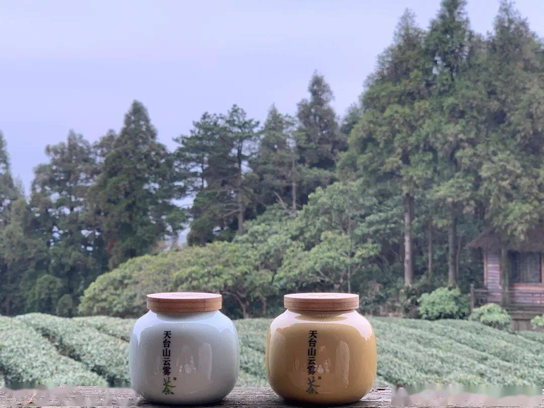 茶之源丨了解天台山云雾茶从这里开始探究