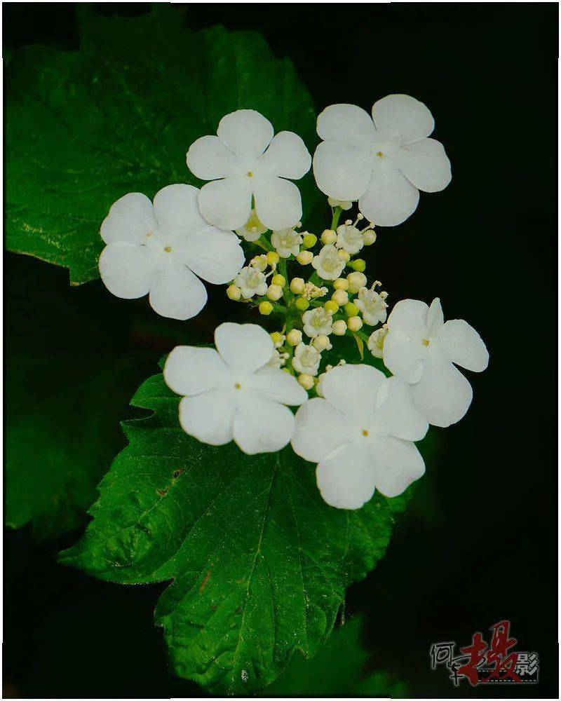 她在一簇花上长出两种不同的花朵,边缘是一圈直径二三厘米的白色花
