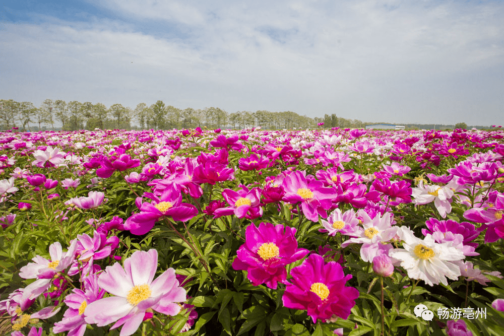 看芍药花当然要去亳州乡间,若是等不及,不妨先到华祖庵的药圃里去看看