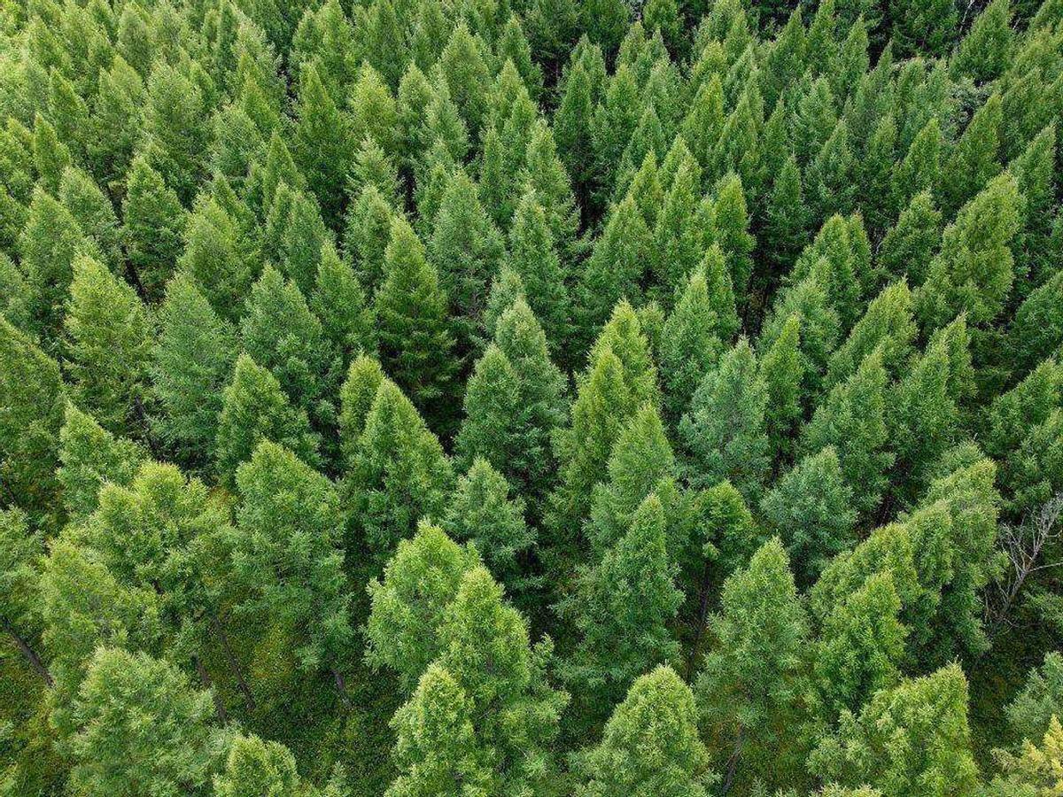 原创全球最高的树：高度超50层楼，种子只有米粒大小，我国为何要引进