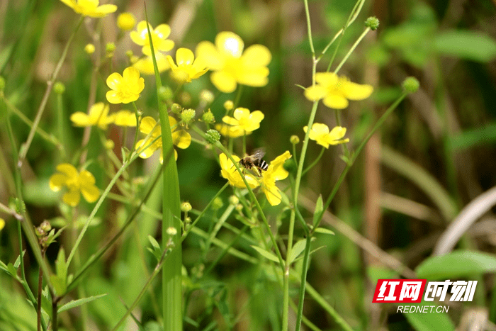 新田百花盛開春光旖旎