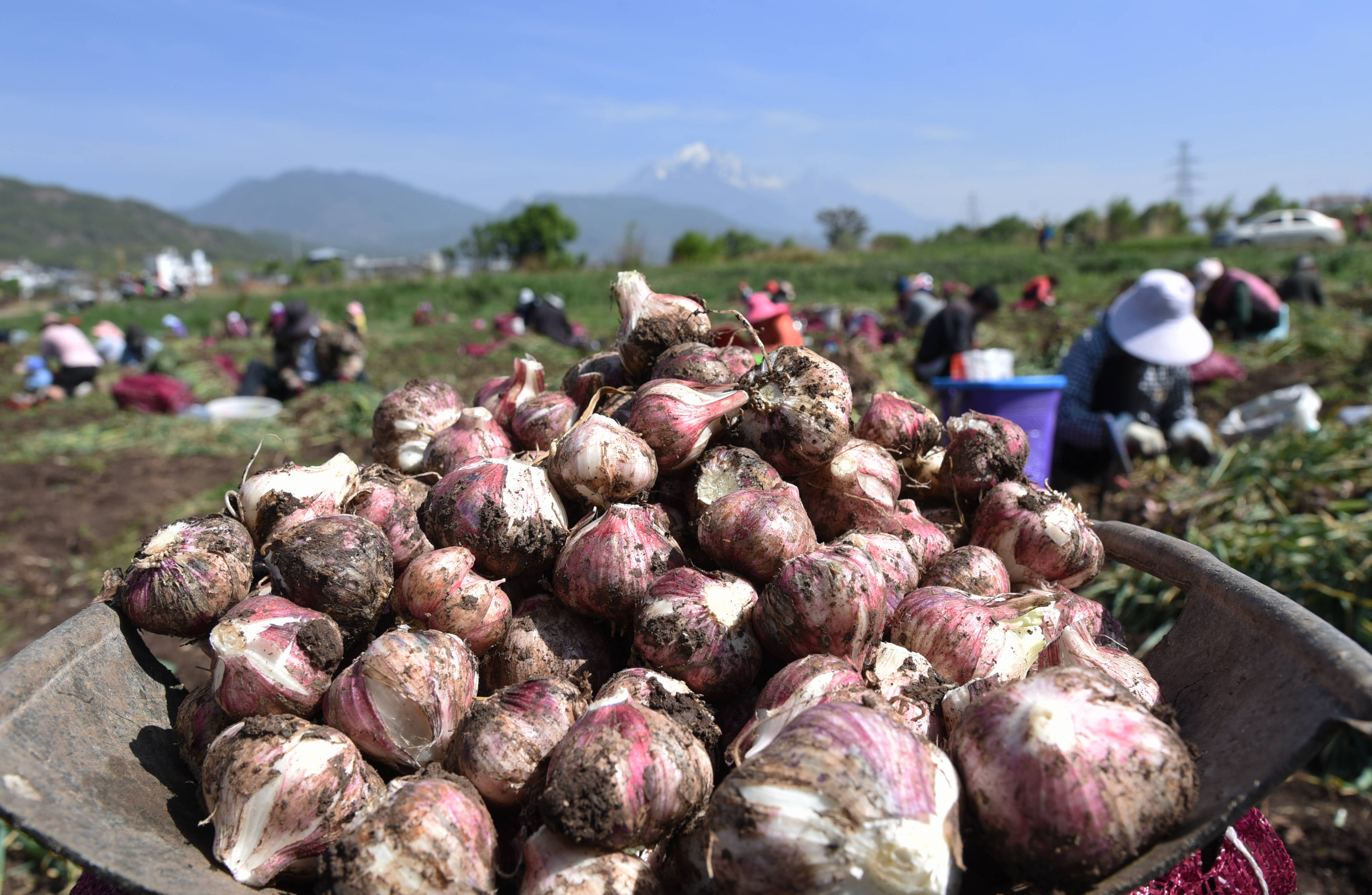 4月28日,农民在云南省丽江市玉龙县黄山镇长水社区蒜田里收获大蒜.