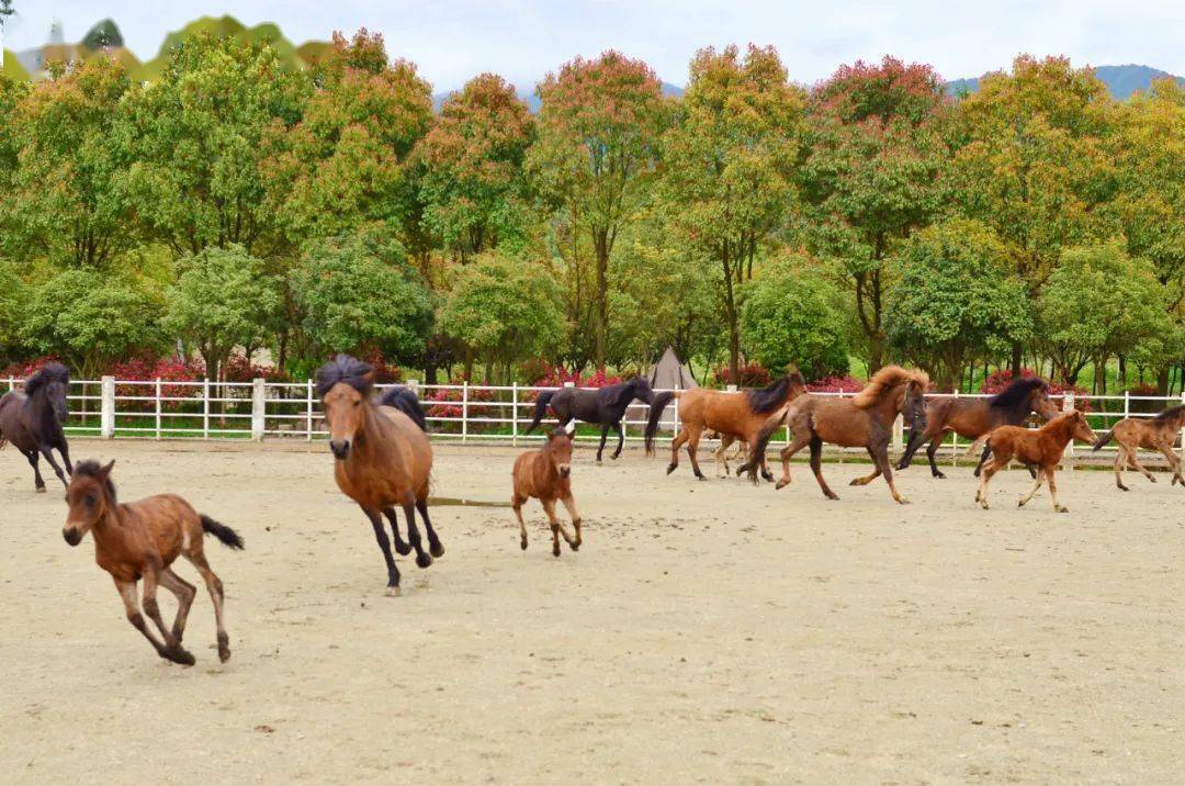 宁强矮马种群喜添24丁