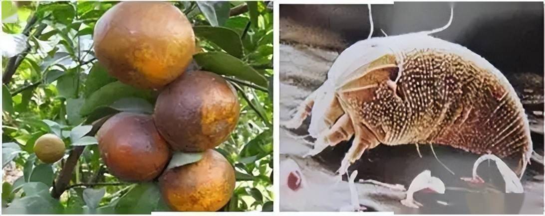 属蜱螨目瘿螨科,是柑橘生产上的一种常见的害螨,主要危害叶片和果实