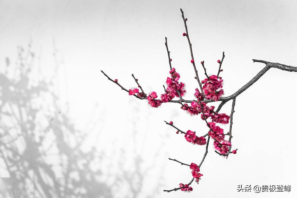 春天將盡,百花凋零,杏樹上已經長出了青澀的果實.燕子飛過