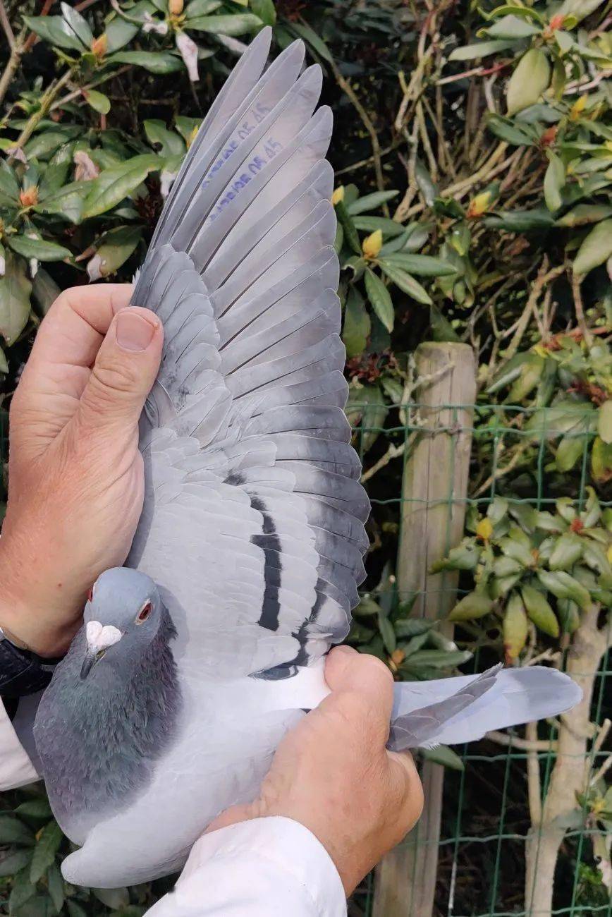 佛卡门顶级种鸽之一——"野马号"_查特路_km_全国