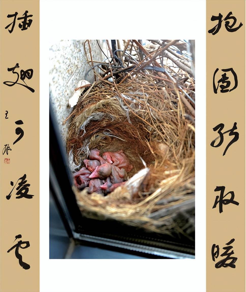 从生下第一枚鹊蛋之后,喜鹊夫人便担当起"抱窝"的重任,二十天没有离开