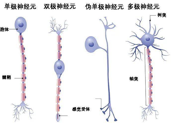 节前神经图片