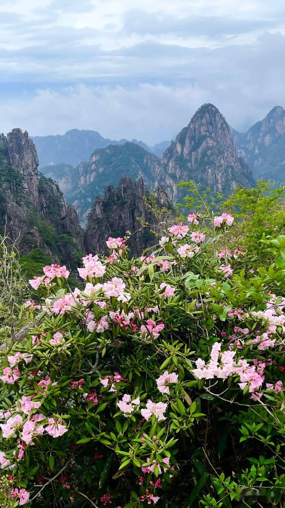 四季黄山相约春天安徽省花黄山杜鹃渐次开放深红浅白点新绿