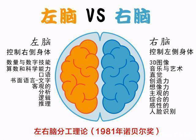 我们在谈到孩子的智商问题,弟媳和我们说,一个孩子的智商跟左脑右脑的