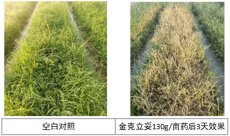 灭生性除草剂新标杆先正达金克立妥重磅上市