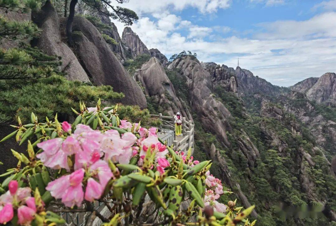 四季黄山相约春天安徽省花黄山杜鹃渐次开放深红浅白点新绿