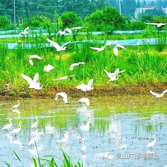 罗山县庙仙乡:田上白鹭飞,稻中锦鲤游_种养_陈广兵_发展