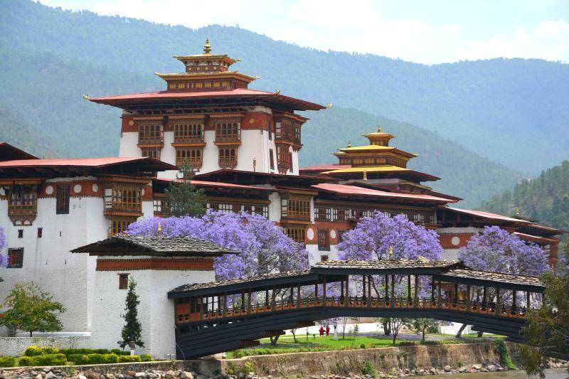 We观天下丨在不丹，遇见紫色浪漫