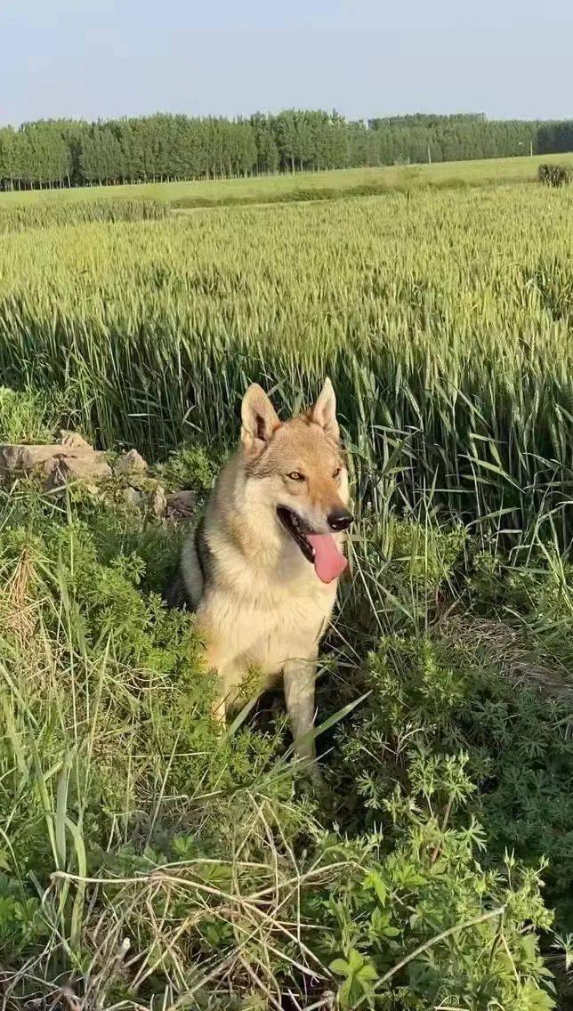 成都捷克狼犬图片