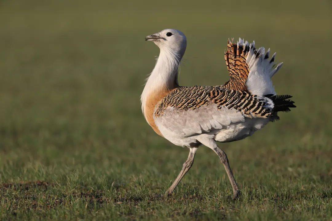春季到"大鸨之乡"看大鸨_牧吉_草原_自然保护区