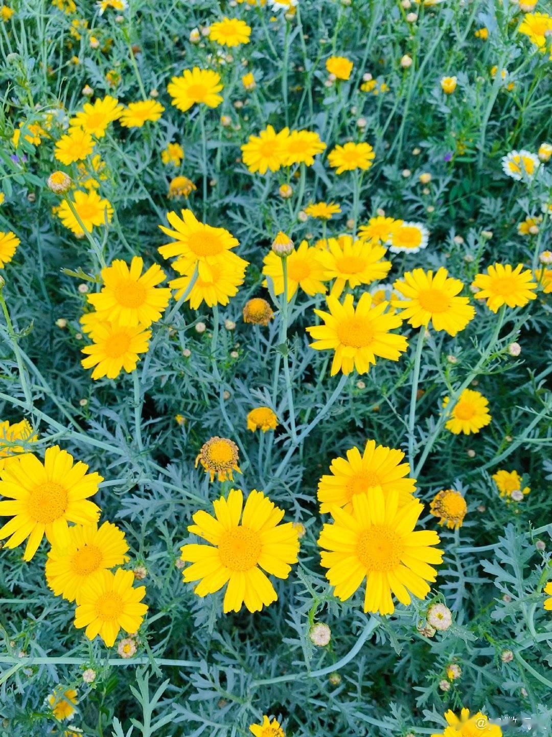 金黄绚丽耀眼夺目 乡间最靓的花茼蒿花儿_开花_风景_时节