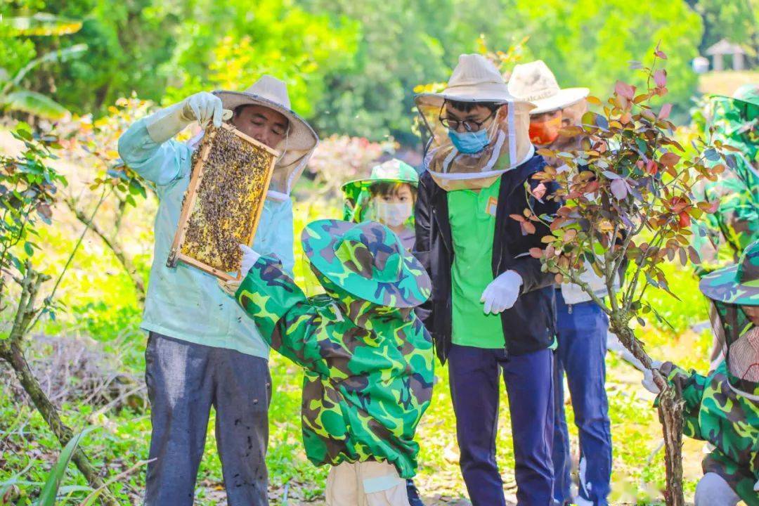 化身小小养蜂人,勤奋每一天!_蜜蜂_蜂蜜_儿童