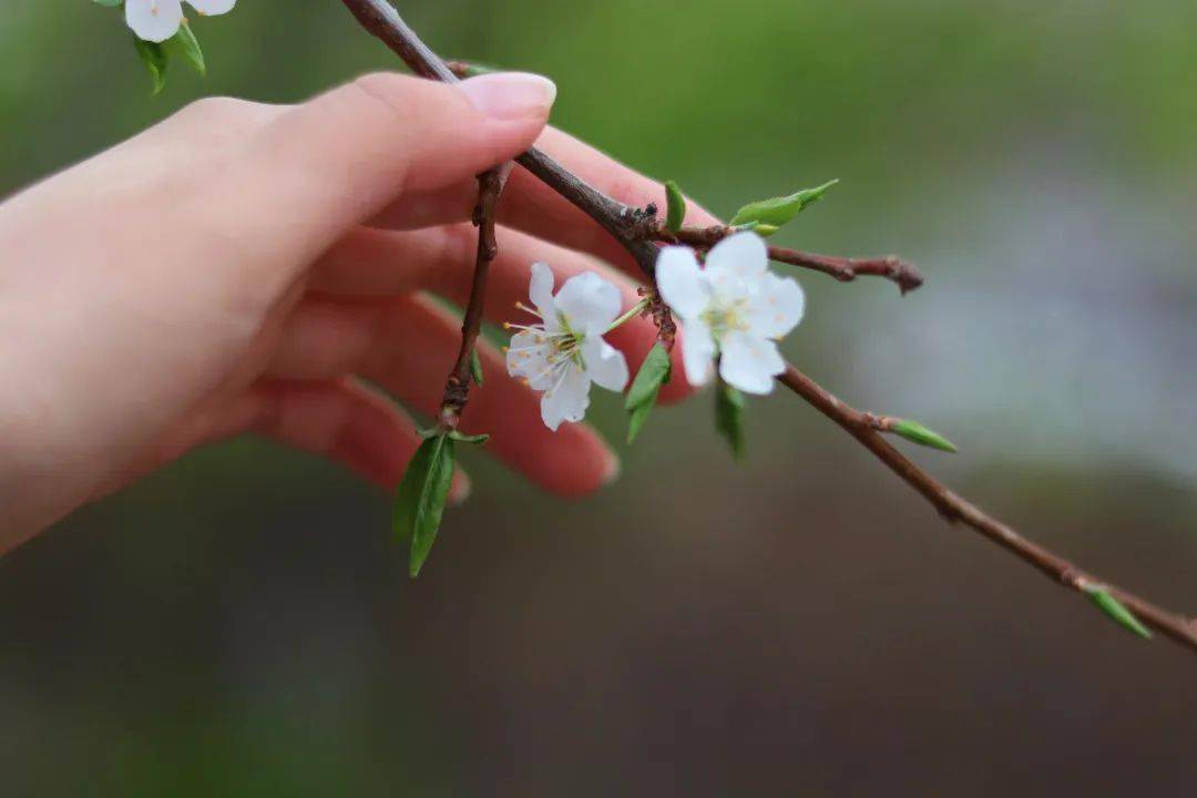 歲月緩緩風傳花信,雨濯春塵草木蔓發,春山可望桃之夭夭,灼灼其華你好