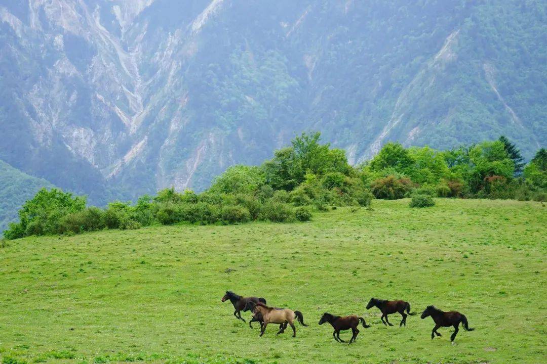 熊猫坪 | 山野牧歌,牛马满山坡,蓝天白云下悠然荡着