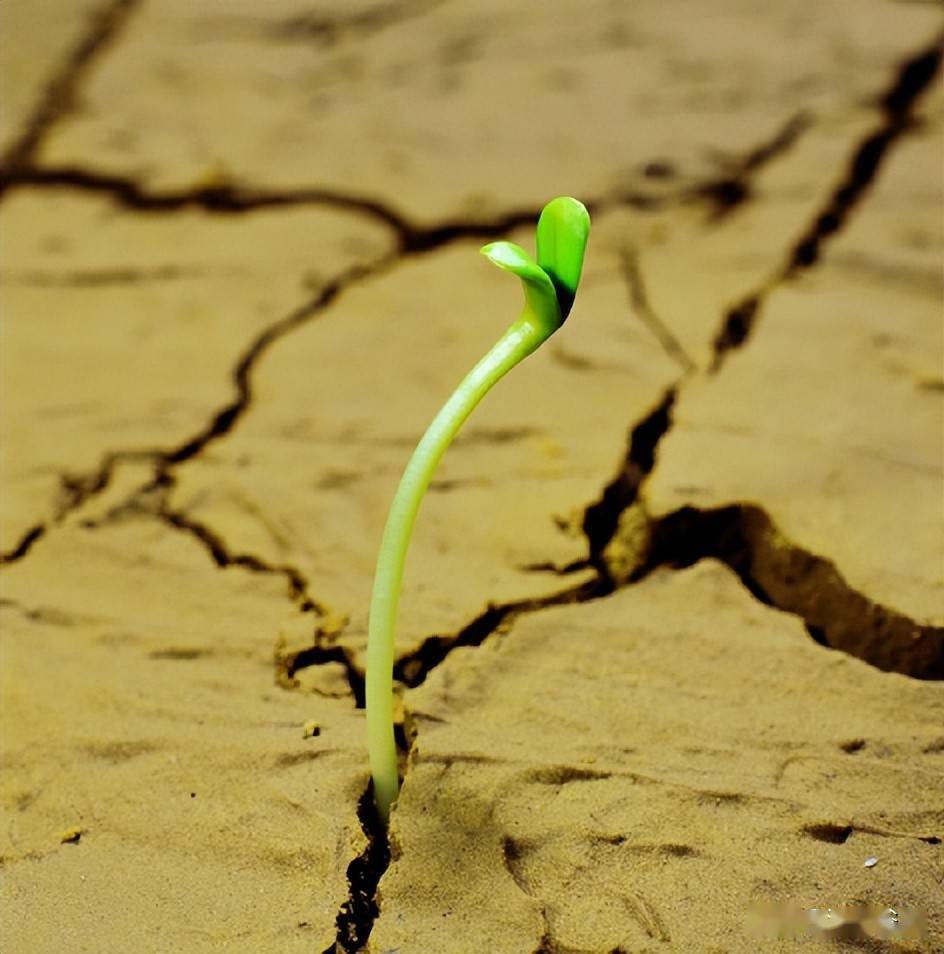 汉字植物草本初生甲乙蒙蔽萌芽的不同状态汉字思维表述