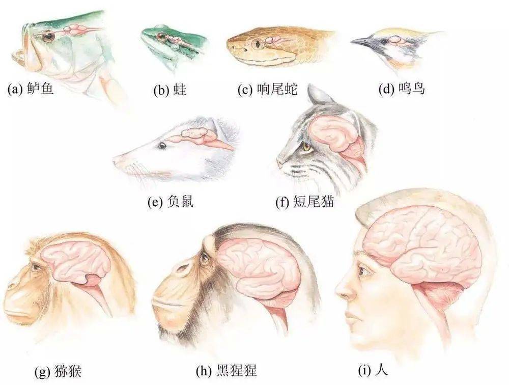 人类大脑进化why脑子大的尼安特人没有笑到最后