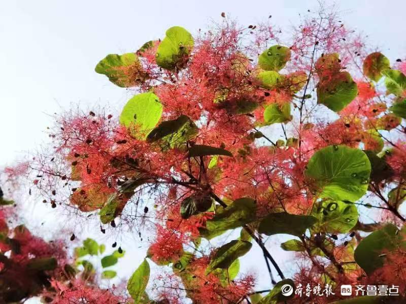 五一摄影“家”|暮春黄栌花开,如深秋红叶漫山_李春英_黄栌_摄影